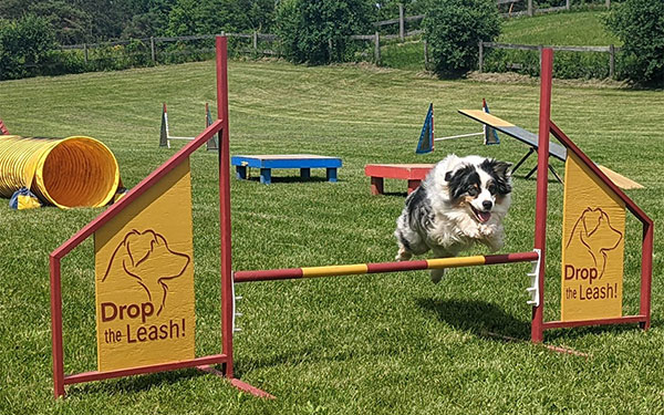 Dog Agility