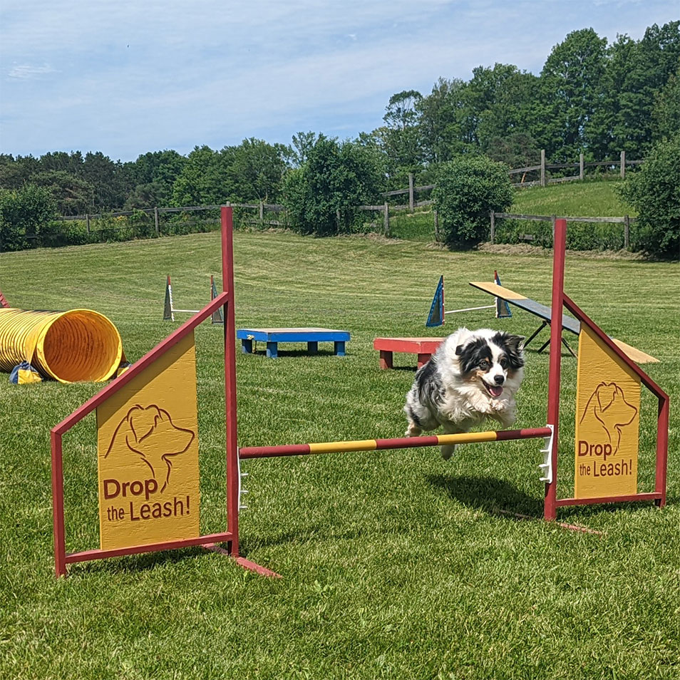 Dog Agility