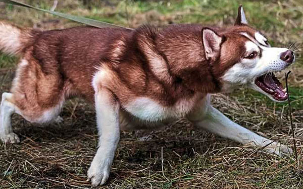 reactive dog barking